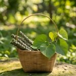 Fresh Giloy Neem Sticks (10 pcs, 10 inch) | Natural & Chemical-Free - Image 5